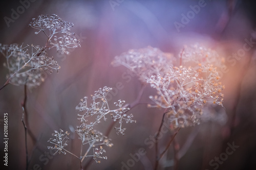 Small white flowers on a toned on gentle soft warm blue and pink background outdoors close-up macro . Spring summer border template floral background. Light air delicate artistic image, free space