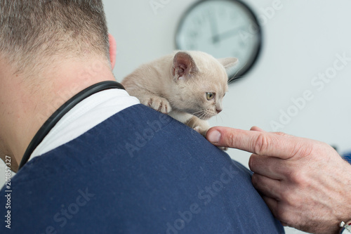 small kitten at the vet  
