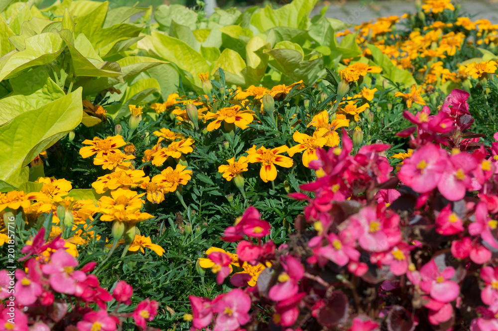 Bright summer flower bed with marigolds and pink begonias, popular garden plants Bright summer flower bed with marigolds and pink begonias, popular garden plants