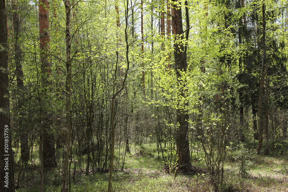 Obraz premium spring forest in may