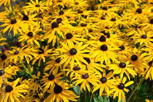 Yellow flowers of rudbeckia hirta blooming in summer garden in august  bright floral background