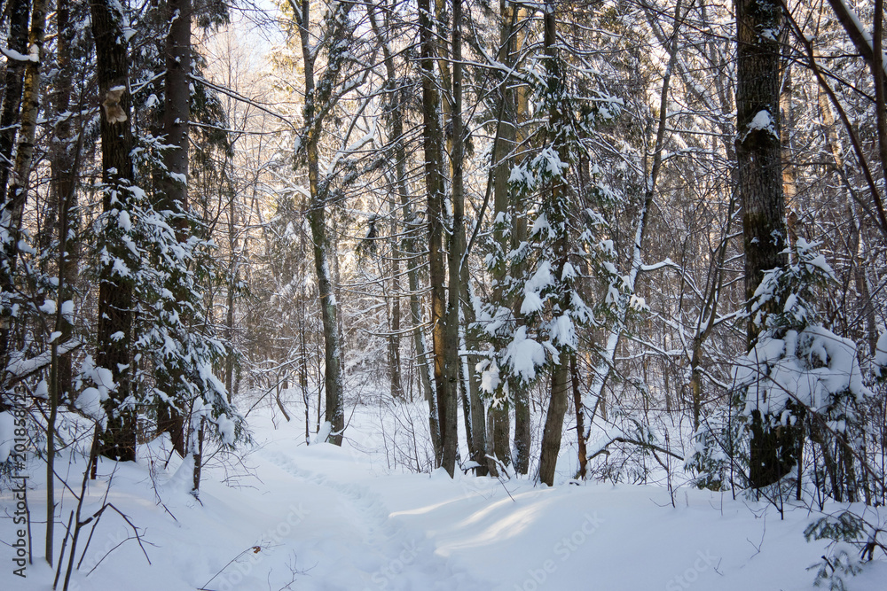 winter forest winter forest