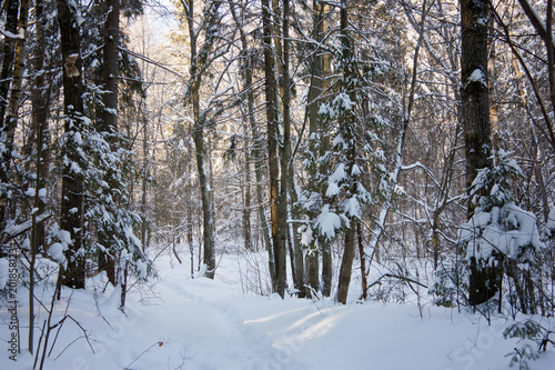 winter forest