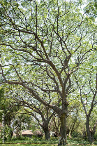 a big tree in a beautiful garden