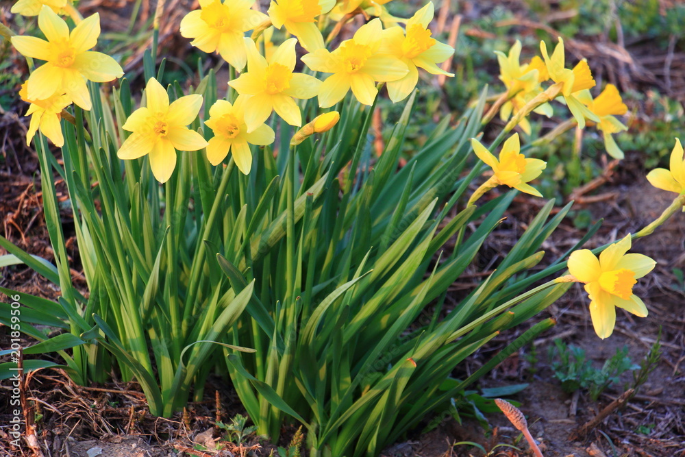 Obraz premium スイセンの花