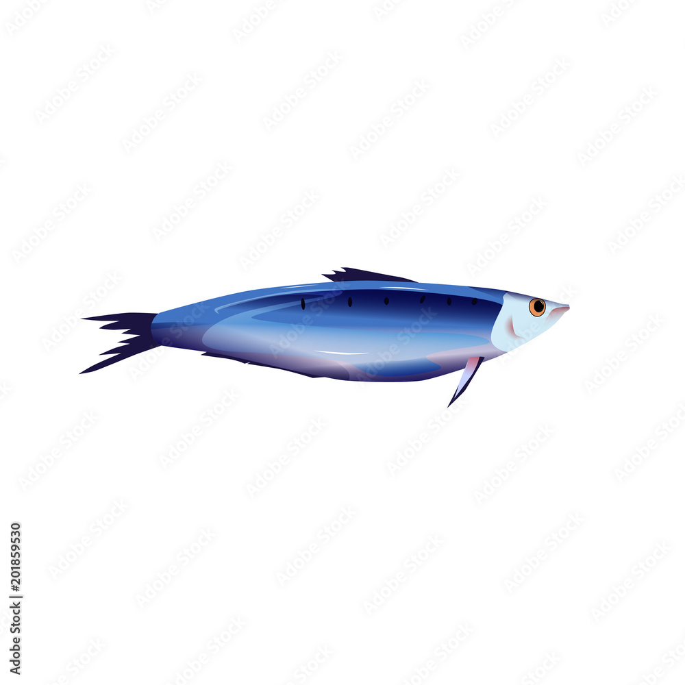 Fototapeta premium Fish vector illustration. Isolated object on white background. Seafood product, restaurant menu. Hand drawn painting.