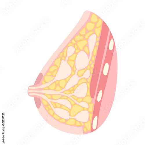 Female breast, mammary gland anatomy illustration