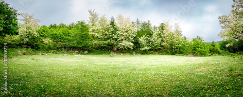 A beautiful green glade with flowering acacia trees and clover flowers. Panoramic view. Spring nature background