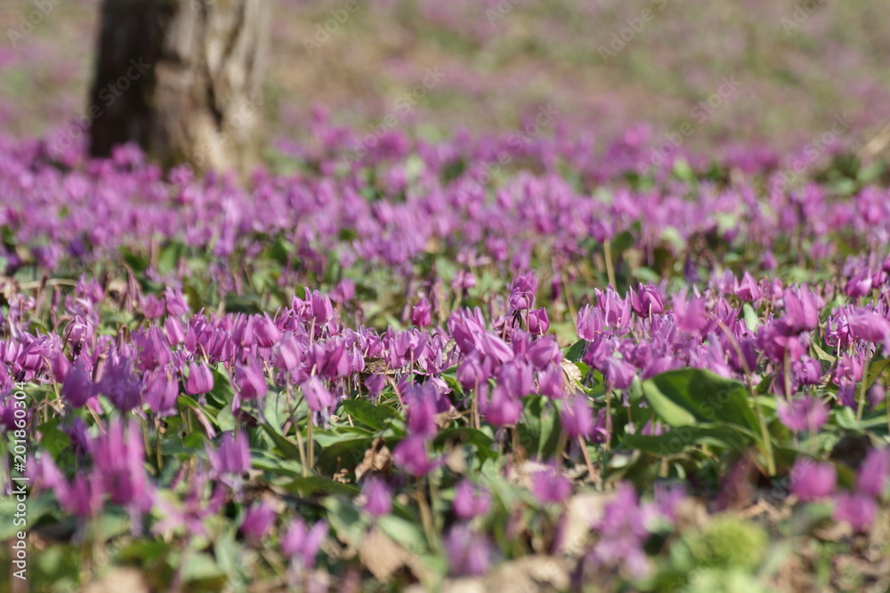 カタクリの花 カタクリの花