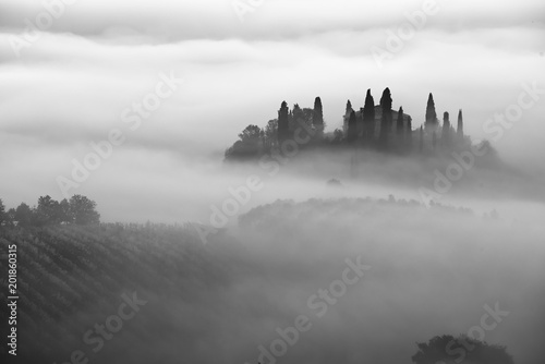 Beautiful foggy sunrise in Tuscany, Italy with vineyard and trees. Natural misty background in black and white
