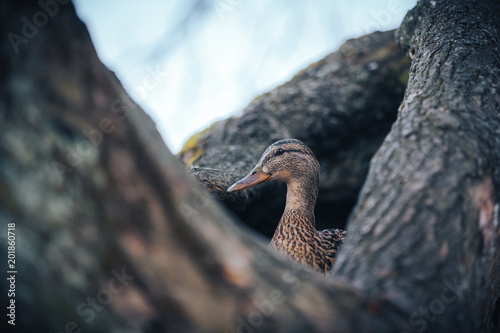 duck sitting on eggs in hollowed out tree stump, lake caroline, florida photo