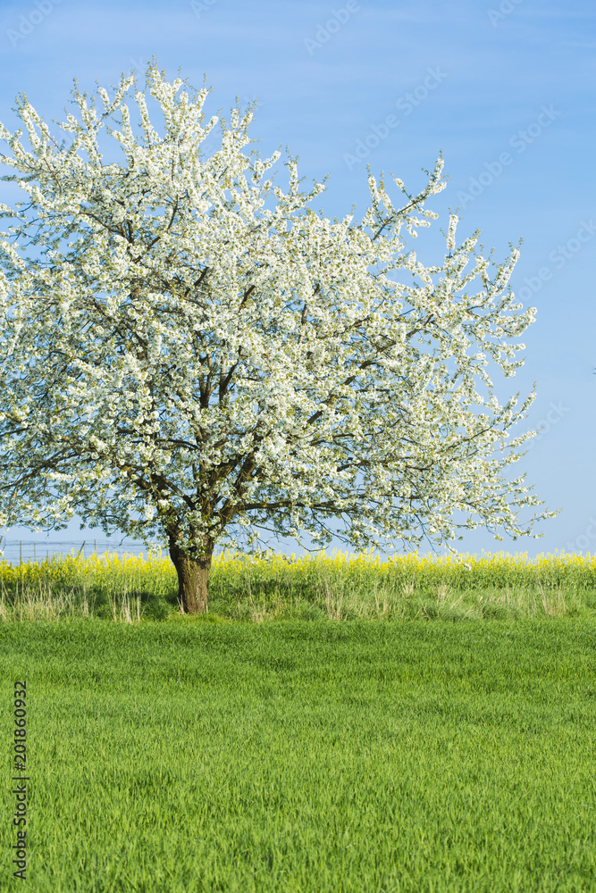 Obraz premium blühender Kirschbaum