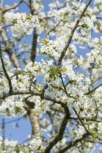 Kirschbaumblüte