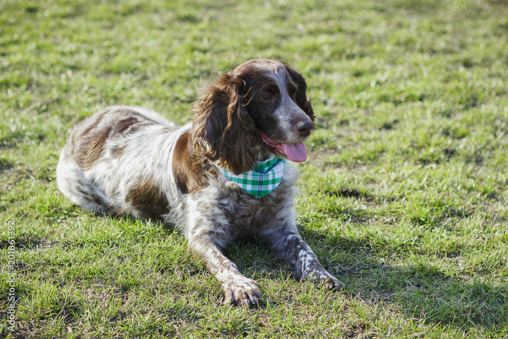 Brown spotted russian spaniel on the green grass