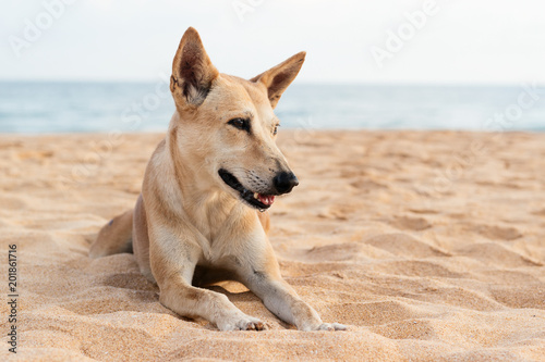 Red dog on the ocean beach in Sri Lanka. Close up portrait of animal.