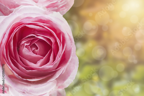 A photo of sweet artificial vintage tone pink pale rose in the garden. Rose shrub in the park. Sunshine, bokeh with selective soft focus. Place for text, copy space. Valentines or birthday background.