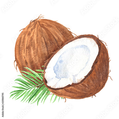 Εκτύπωση καμβά Hand drawn watercolor coconuts composition with green palm leaf, ripe sliced half, food art on white background