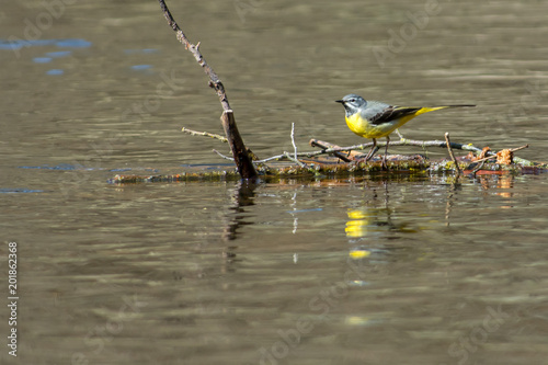Grey wagtail on a branch