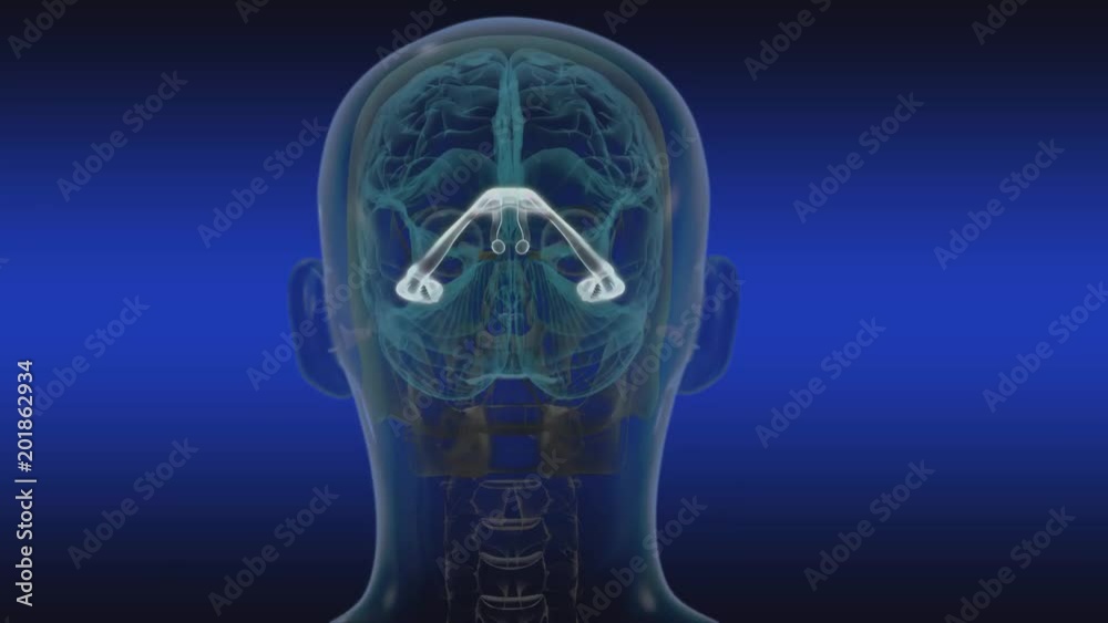 Hippocampus Hippocampus
