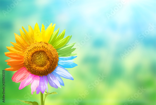 Fototapeta Naklejka Na Ścianę i Meble -  Sunflower with petals painted in rainbow colors