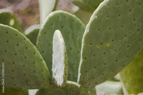 fichi d'invia nel sud dell'italia photo