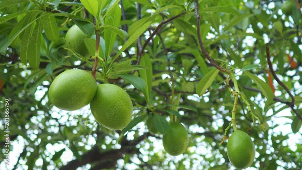 Cerbera odollam fruits.