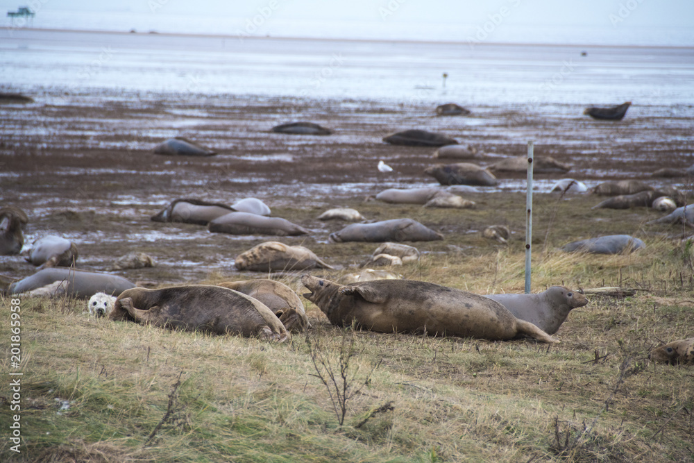 Fototapeta premium Grey Seals squabbling, Donna Nook