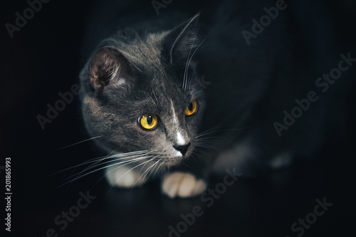 portrait of a gray cat on a dark background