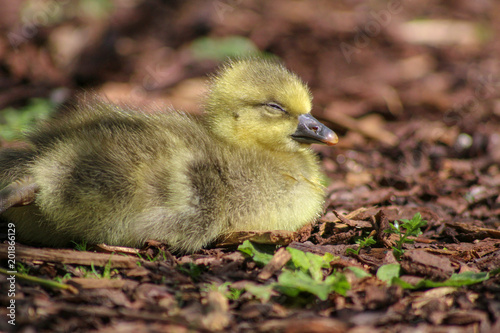 baby gosling, sleeping in the spring sunshine © SalBel