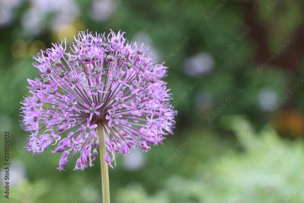 Decorative onions blooming in the garden in summer Decorative onions blooming in the garden in summer