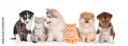 large group of cats and dogs. isolated on white background © Ermolaev Alexandr