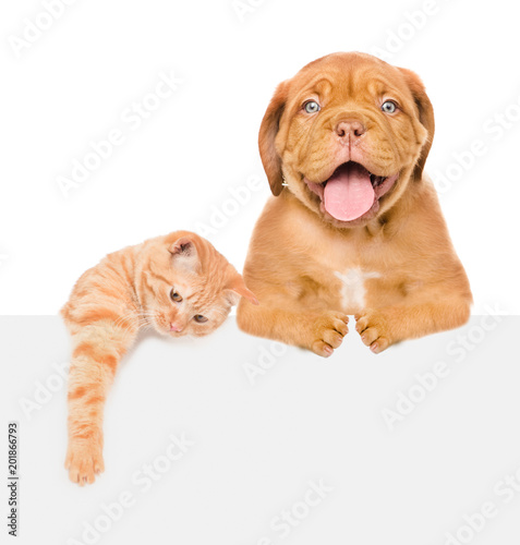 Cat and Dog above white banner.  isolated on white background. Space for text
