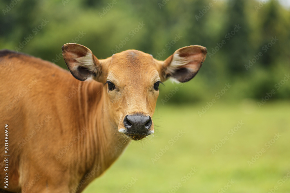 Brown cow grazing in a meadow