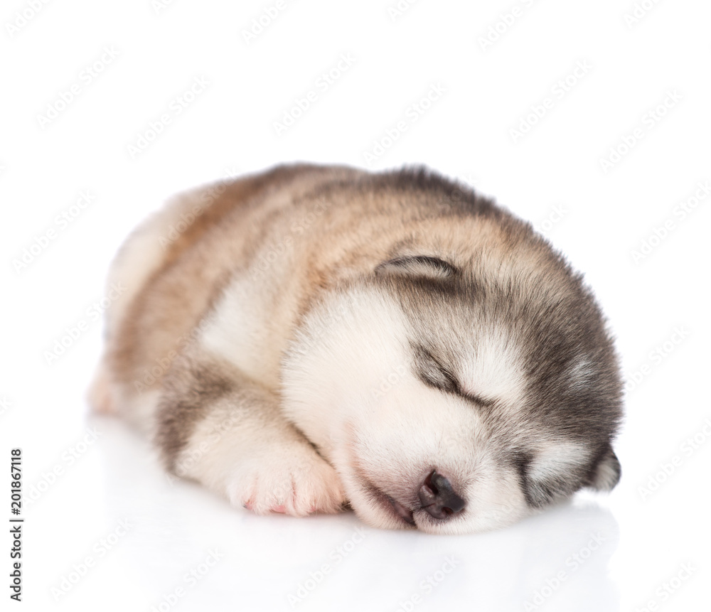 sleeping alaskan malamute puppy lying in front view. isolated on white background sleeping alaskan malamute puppy lying in front view. isolated on white background