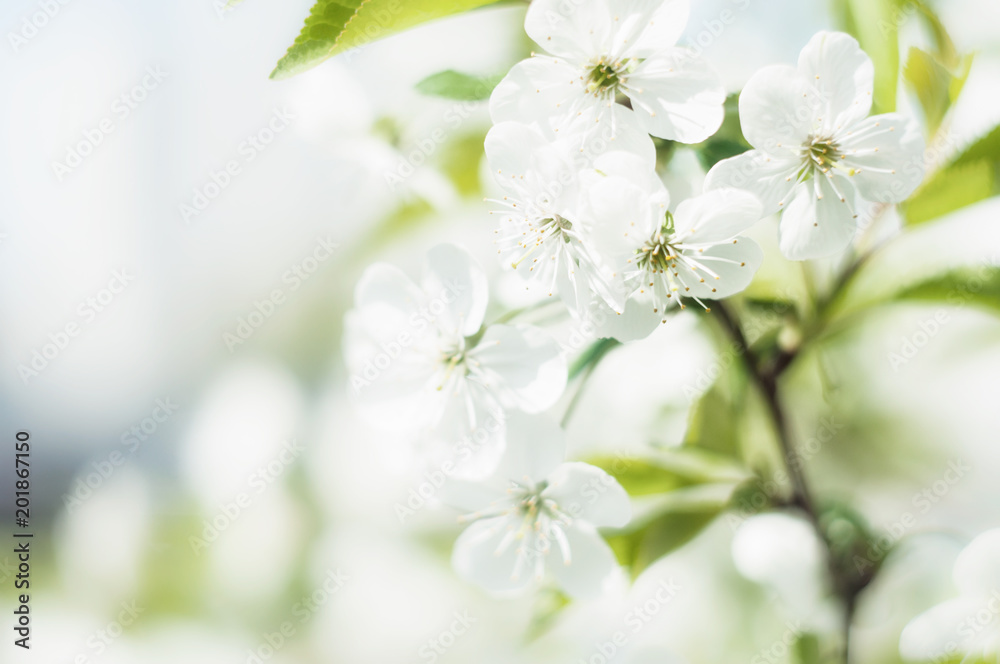 Plum blossom macro photography Plum blossom macro photography