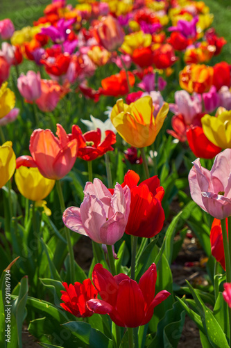 Natur Fr  hling 2018 Tulpen Feld