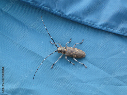 a female beetle Monochamus sartor