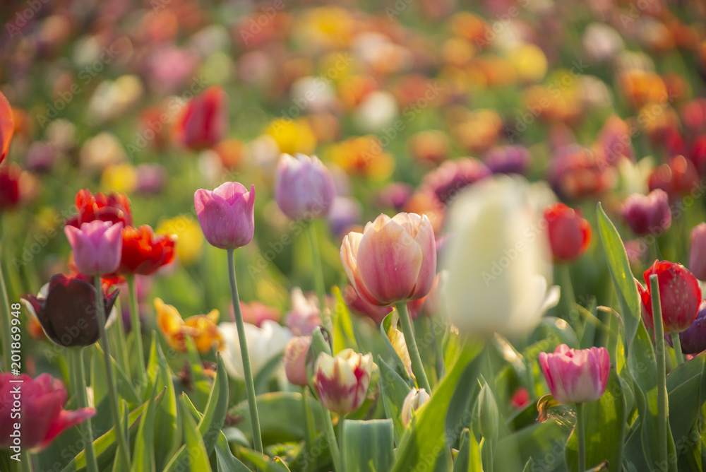 Obraz premium Tulpen