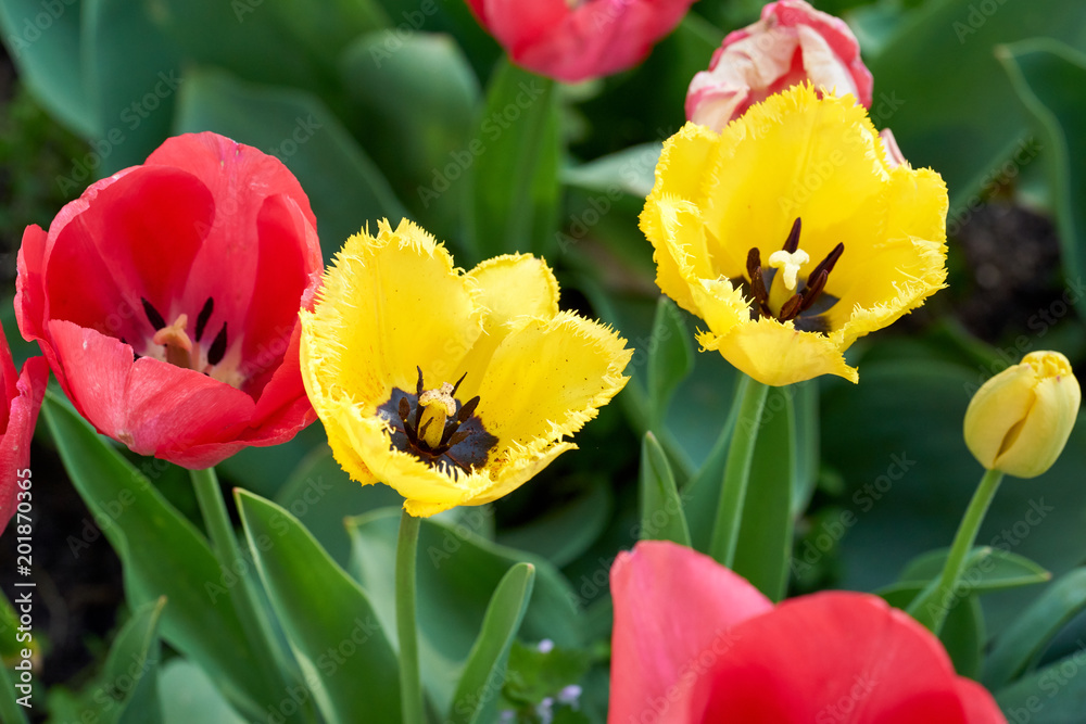 Nahaufnahme von Tulpen im Blumengarten Nahaufnahme von Tulpen im Blumengarten