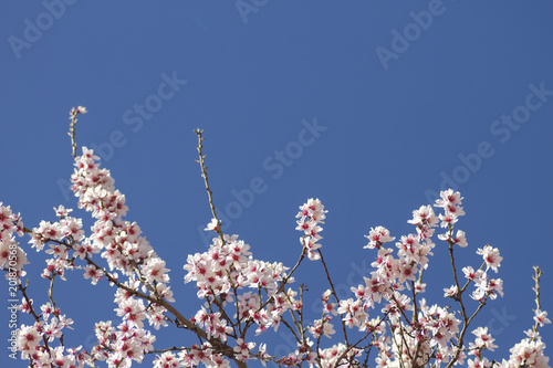 detail of almond tree flowering