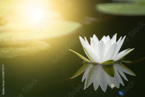 Beautiful lotus flower in pond The symbol of the Buddha  Thailand.