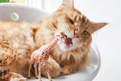 Fotografie Orange tabby cat chewing on plastic giraffe