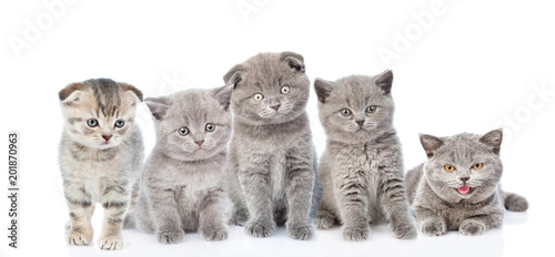 large group of cats. isolated on white background