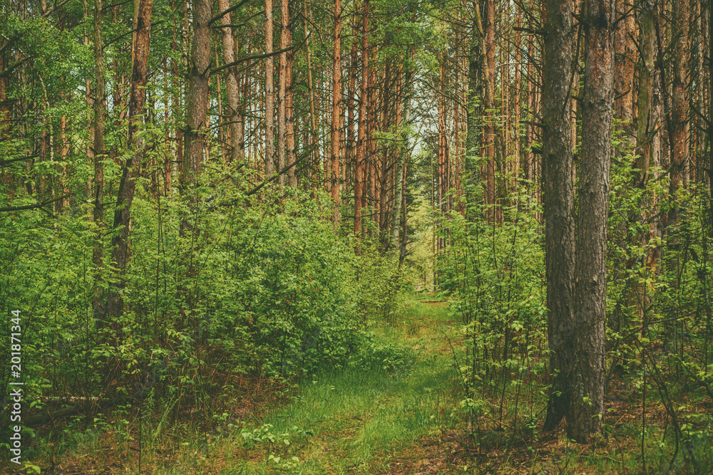 Obraz premium Summer green forest with pine trees, natural outdoor seasonal background.