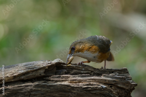 Rusty cheeked Scimitar Babbler perching on branch photo