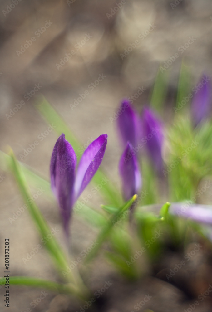 Spring snowdrop crocus on a background of blurred green background with a bokeh Spring snowdrop crocus on a background of blurred green background with a bokeh