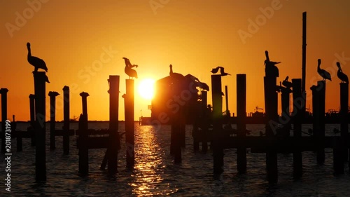 reflecation of sunset of ocean waters Silhouette of Sea Birds photo