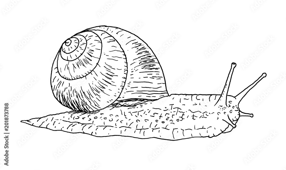 Drawing of snail hand sketch, black and white illustration Stock