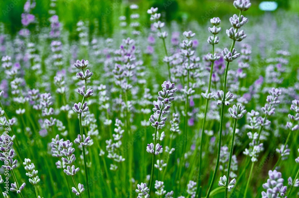 Fototapeta premium Lavender Spring Flower