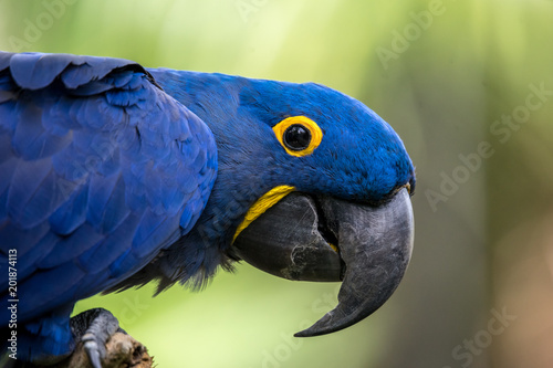 Macaw © FXSPhoto